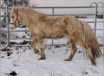 Pony Islandese, Stallone, 5 Anni, 141 cm, Palomino