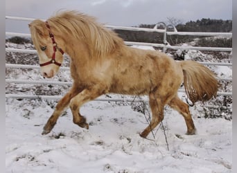 Pony Islandese, Stallone, 5 Anni, 141 cm, Palomino