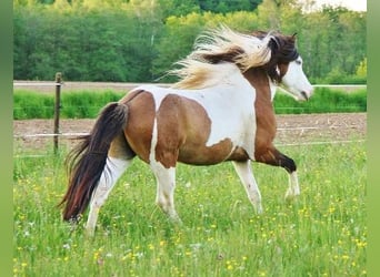 Pony Islandese, Stallone, 6 Anni, 137 cm, Pezzato