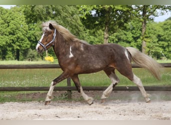 Pony Islandese, Stallone, 6 Anni, 140 cm, Pezzato