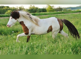 Pony Islandese, Stallone, 7 Anni, 137 cm, Pezzato