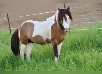 Pony Islandese, Stallone, 7 Anni, 137 cm, Pezzato