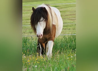 Pony Islandese, Stallone, 7 Anni, 137 cm, Pezzato