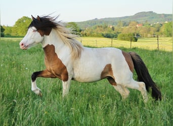 Pony Islandese, Stallone, 7 Anni, 137 cm, Pezzato