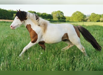Pony Islandese, Stallone, 7 Anni, 137 cm, Pezzato