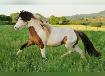 Pony Islandese, Stallone, 7 Anni, 137 cm, Pezzato