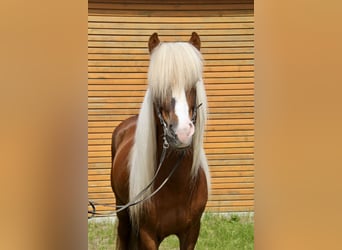 Pony Islandese, Stallone, 7 Anni, 138 cm, Sauro