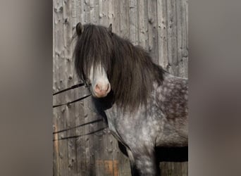 Pony Islandese, Stallone, 7 Anni, 139 cm, Grigio