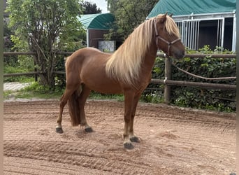 Pony Islandese, Stallone, 7 Anni, 141 cm, Sauro