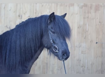 Pony Islandese, Stallone, 7 Anni, 147 cm, Morello
