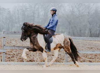 Pony Islandese, Stallone, 7 Anni, 150 cm, Pezzato