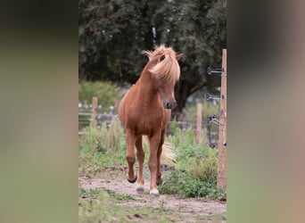Pony Islandese, Stallone, 7 Anni, Sauro