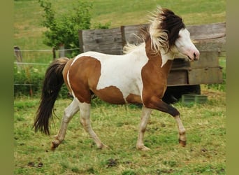 Pony Islandese, Stallone, 8 Anni, 137 cm, Pezzato