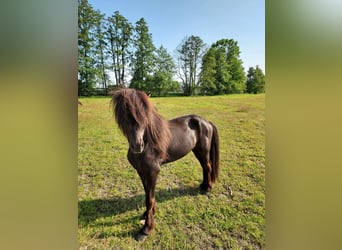 Pony Islandese, Stallone, 8 Anni, 140 cm, Baio nero