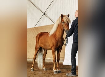 Pony Islandese, Stallone, 8 Anni, 142 cm, Sauro ciliegia