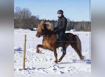 Pony Islandese, Stallone, 8 Anni, 142 cm, Sauro ciliegia