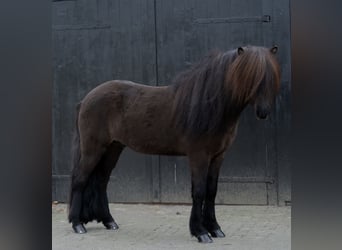 Pony Islandese, Stallone, 8 Anni, 146 cm, Morello