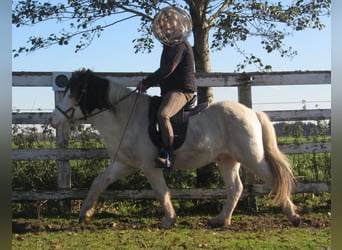 Pony Islandese, Stallone, 8 Anni, Pezzato