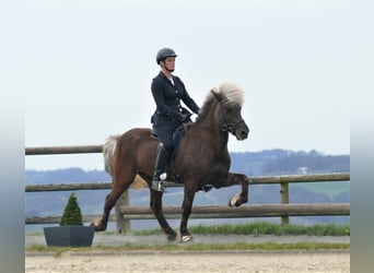 Pony Islandese, Stallone, 16 Anni, 147 cm