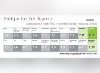 Pony Islandese, Stallone, 16 Anni, 147 cm