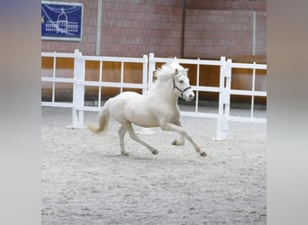Pony Islandese, Stallone, 5 Anni, 147 cm, Cremello