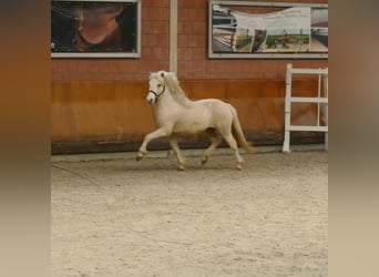 Pony Islandese, Stallone, 5 Anni, 147 cm, Cremello