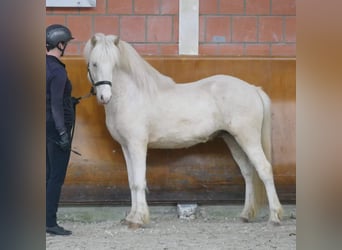 Pony Islandese, Stallone, 5 Anni, 147 cm, Cremello