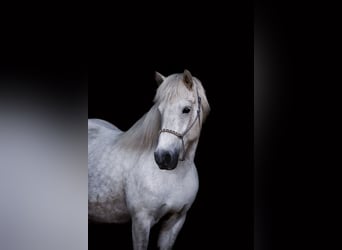 Pony Islandese, Stallone, 5 Anni, 147 cm, Cremello