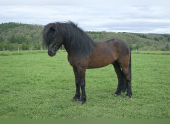 Pony Islandese, Stallone, 8 Anni, 148 cm, Morello