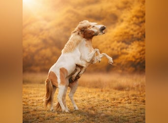 Pony Islandese, Stallone, 6 Anni, 152 cm, Pezzato