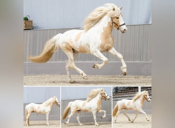 Pony Islandese, Stallone, 6 Anni, 152 cm, Pezzato