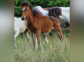 Pony Islandese, Stallone, , 140 cm, Baio