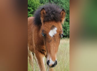 Pony Islandese, Stallone, , 140 cm, Baio