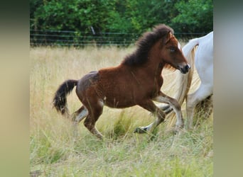 Pony Islandese, Stallone, , 140 cm, Baio