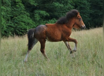 Pony Islandese, Stallone, , 140 cm, Baio