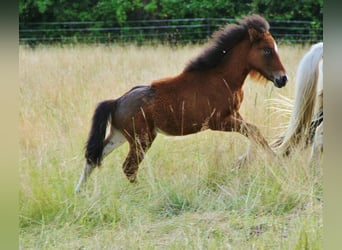 Pony Islandese, Stallone, , 140 cm, Baio