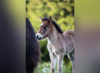 Pony Islandese, Stallone, , 140 cm, Baio chiaro