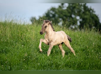 Pony Islandese, Stallone, Puledri
 (05/2023), 140 cm, Grullo