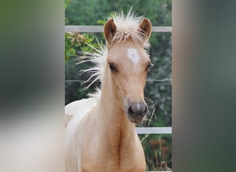 Pony Islandese, Stallone, Puledri (04/2026), 140 cm, Palomino