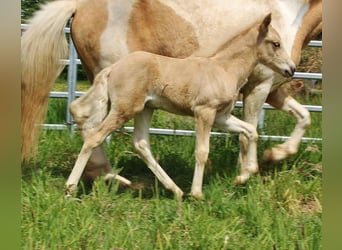 Pony Islandese, Stallone, Puledri (04/2026), 140 cm, Palomino