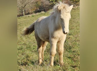 Pony Islandese, Stallone, Puledri (05/2024), 140 cm, Perlino