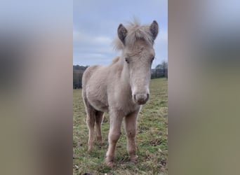 Pony Islandese, Stallone, Puledri (05/2024), 140 cm, Perlino