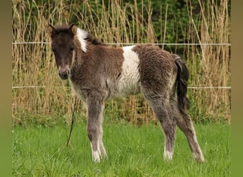 Pony Islandese, Stallone, , 140 cm, Pezzato