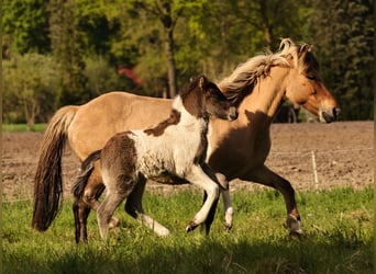 Pony Islandese, Stallone, , 140 cm, Pezzato
