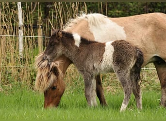 Pony Islandese, Stallone, , 140 cm, Pezzato