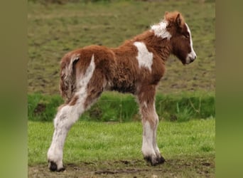 Pony Islandese, Stallone, Puledri
 (03/2024), 140 cm, Pezzato