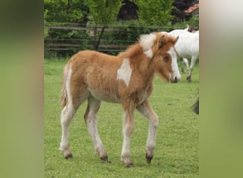 Pony Islandese, Stallone, Puledri
 (03/2024), 140 cm, Pezzato