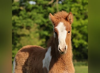 Pony Islandese, Stallone, Puledri
 (03/2024), 140 cm, Pezzato