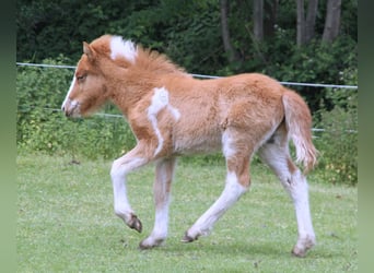 Pony Islandese, Stallone, Puledri
 (03/2024), 140 cm, Pezzato