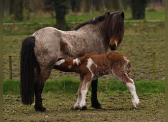 Pony Islandese, Stallone, Puledri
 (03/2024), 140 cm, Pezzato